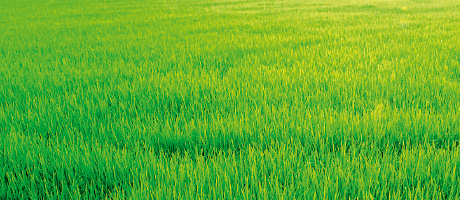 Grass packaging breakthrough RESEARCHERS at the universities of Bangor and Aberystwyth have developed a technique where the sugar is squeezed out of ryegrass and the leftovers are moulded to create packaging.