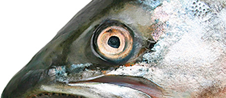 Fischbein Saxon