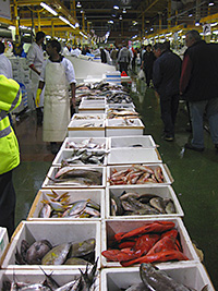 fish