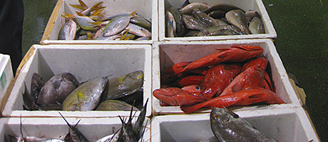 fish