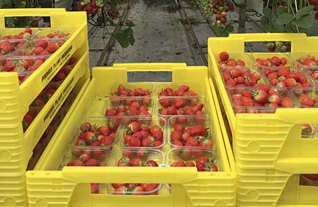 Holfield Plastics