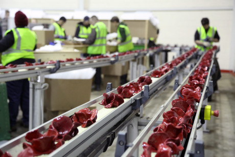 Charapak expertise helps poppies reach their final destinations