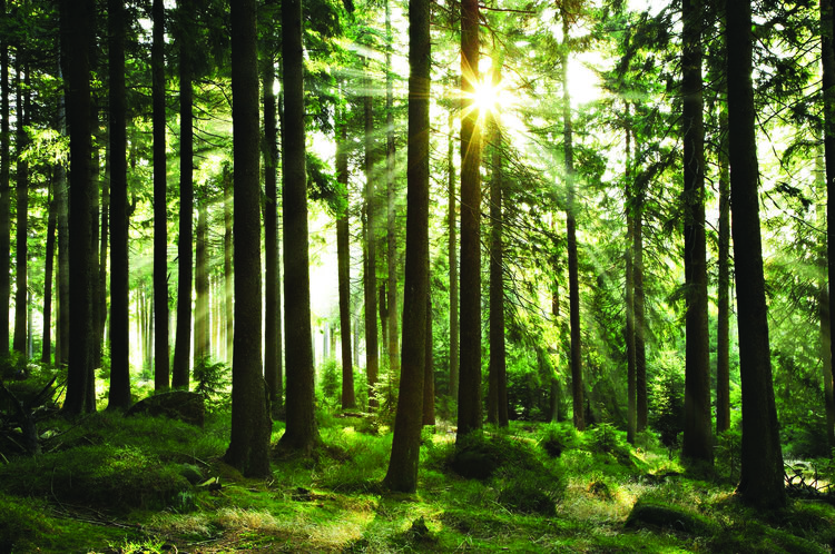 Smurfit Kappa reveals early success of sustainability goals