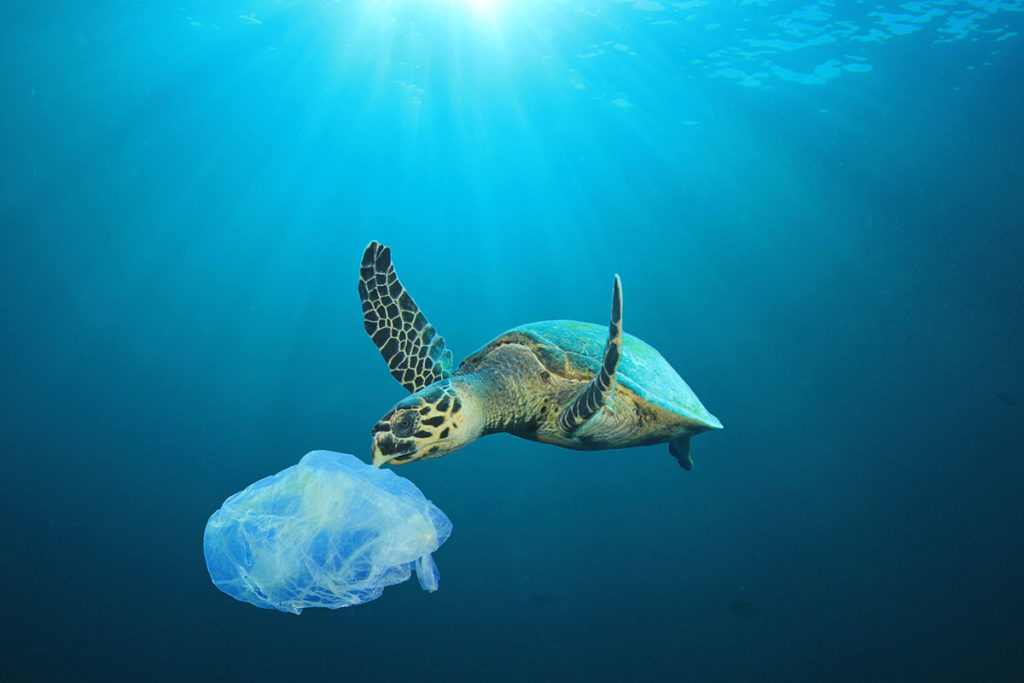 Your chance to save up to £400 on your pass for the Sustainable Packaging Investment Summit turtle