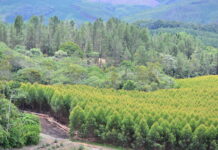 Packaging giant aligns sustainability ambitions with SBT initiative