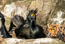 University study finds up to 80% of island bird nests contain discarded plastic