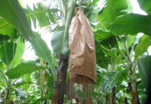 Sustainable solution launched for banana producers