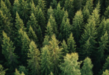 McLaren Packaging invests in carbon offsetting project in Argyll & Bute