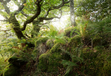Ecoveritas to support preservation and conservation of Argyll woodland