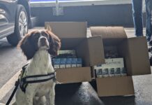 Council urges consumers to look out for unusual cigarette packaging Rosie the dog