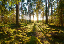 Study shows impact of recyclability in purchasing decisions Pine forest highlighting sustainability