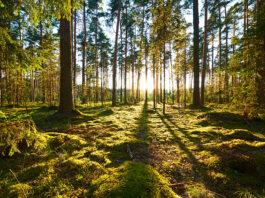 Pine forest highlighting sustainability