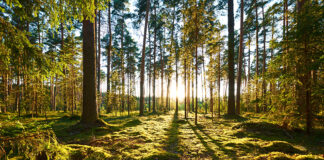 Pine forest highlighting sustainability
