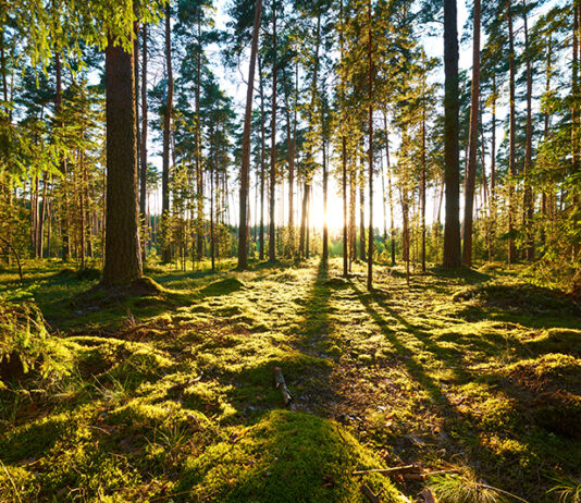 Pine forest highlighting sustainability