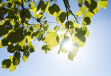 Nature image depicting sustainability achievements