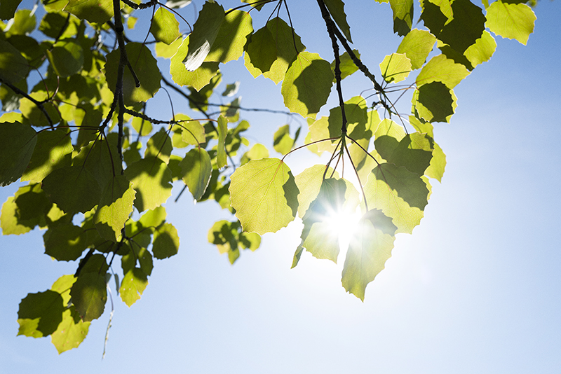 Nature image depicting sustainability achievements