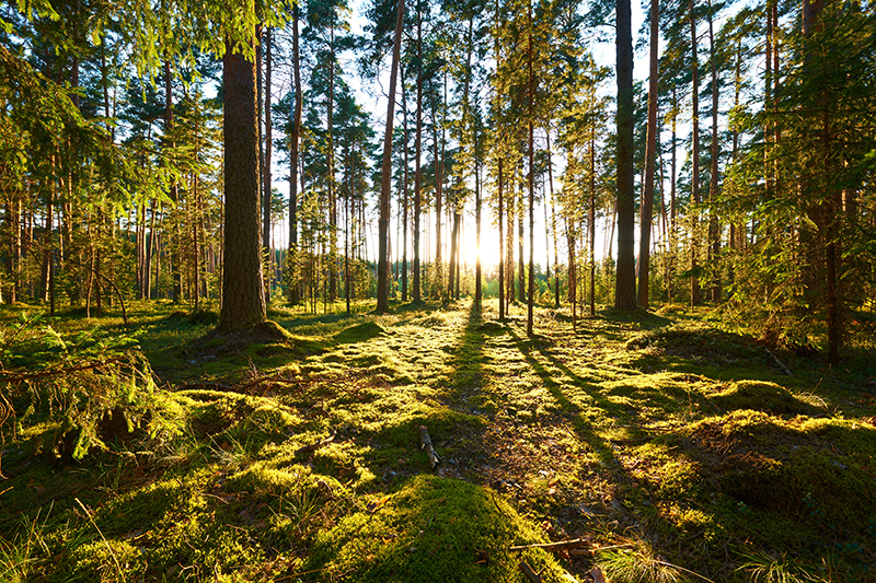 Pine forest highlighting sustainability