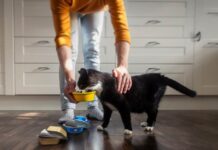 New research reveals factors impacting pet food packaging decisions Cat eating from bowl