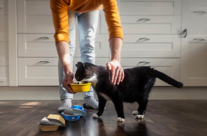 Cat eating from bowl